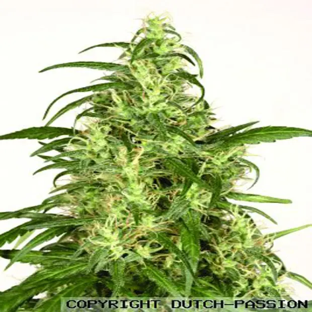 Skunk 11  - feminizovaná semínka 5 ks Dutch Passion
