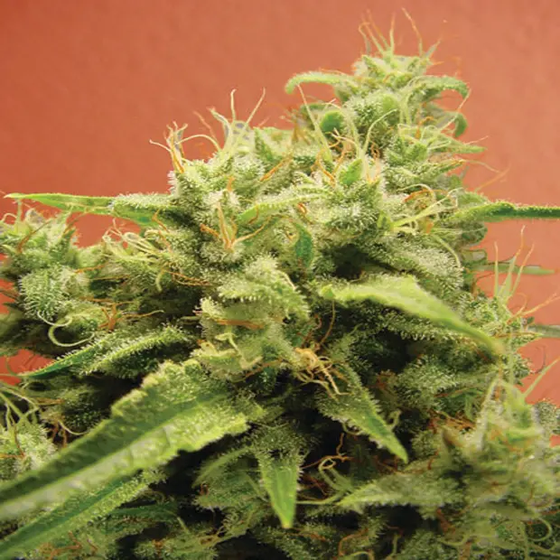 Opium - 3 ks feminizovaná semínka Paradise Seeds