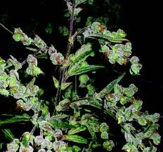 Dr. Grinspoon – feminizovaná semínka 10 ks Barney´s Farms