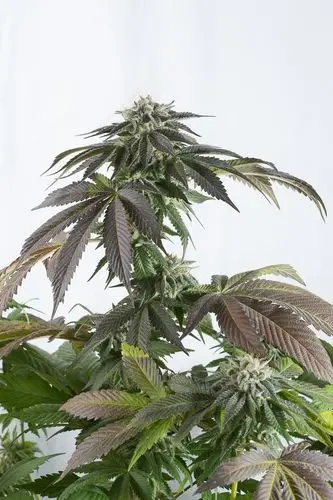 Bubba Kush CBD - 3 ks feminizovaná semínka Dinafem