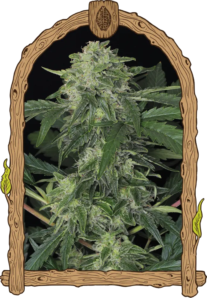 Jungle Fever Auto– feminizovaná samonakvétací semena , 5 ks, Exotic Seed