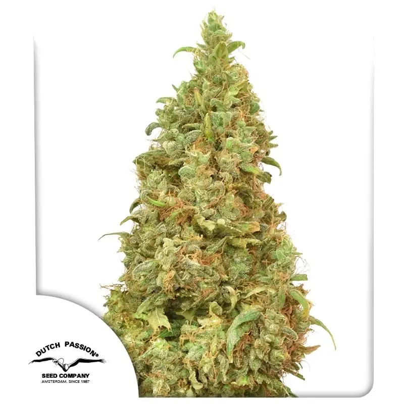 THC Victory Feminizovaná Semena 5