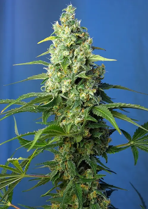 Sweet Seeds Honey Peach CBD Auto feminizovaná semena