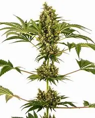 Sensi Seeds Sensi #34 Auto CBD samonakvétací semena