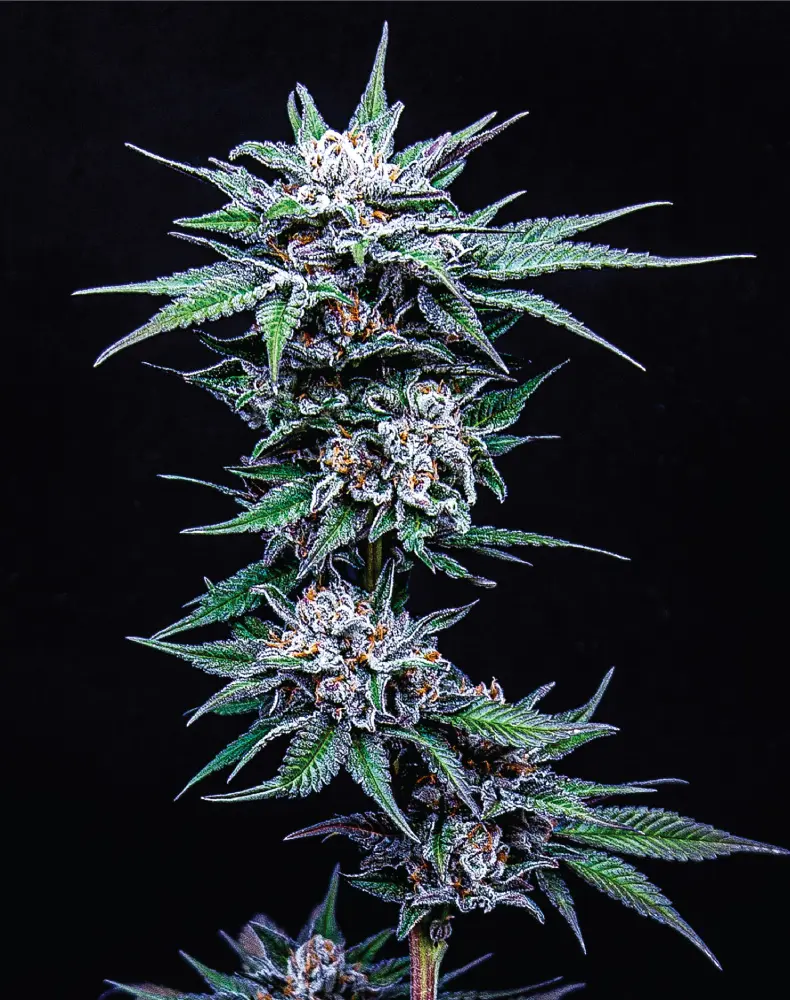 Humboldt Seed Company Blueberry Pancake feminizovaná semena