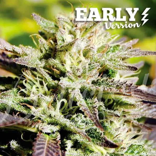 Delicious Seeds Cotton Candy Kush Early Version feminizovaná semena