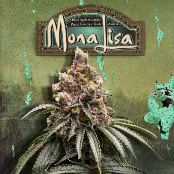 T.H. Seeds Mona Lisa feminizovaná semena