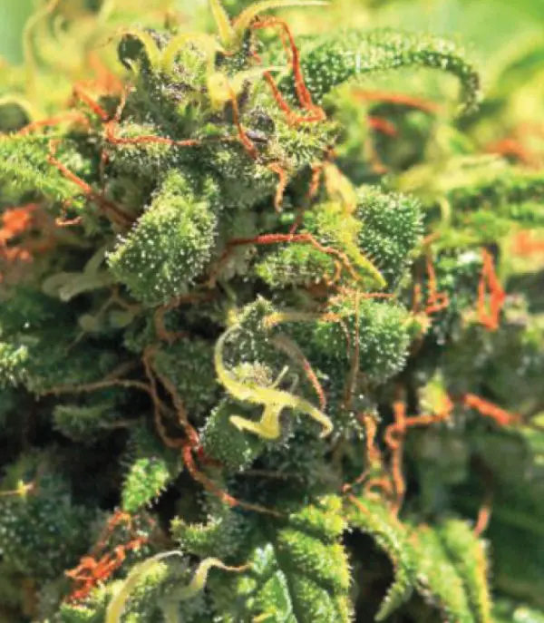 Humboldt Seed Company Pineapple Upside Down Cake feminizovaná semena, 5 ks