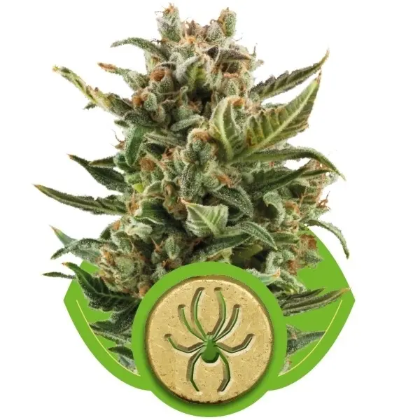 Royal Cookies Automatic - samonakvétací semínka 3ks Royal Queen Seeds