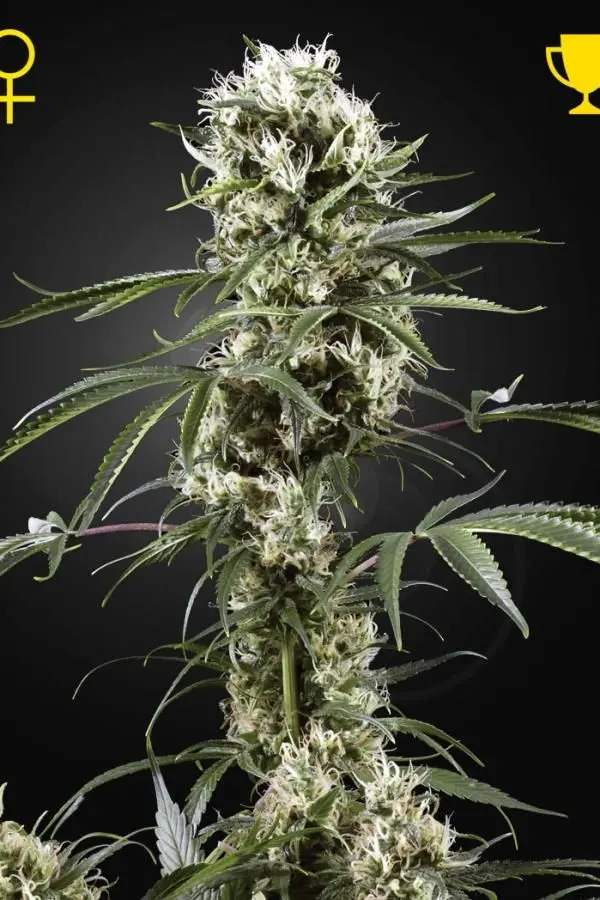 Super Lemon Haze - feminizovaná semínka 5 ks Green House Seeds