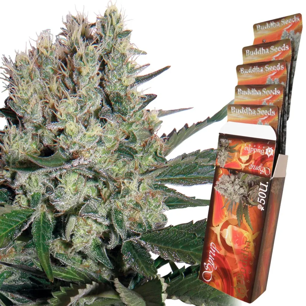 Syrup auto - feminizovaná semena, 3 ks, Buddha Seeds
