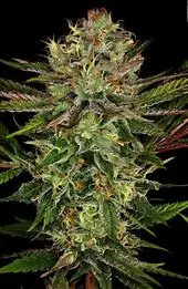 Paradise Seeds Chocolate Wafflez semena konopí