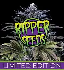 Ripper Seeds Limited 2a feminizovaná semena