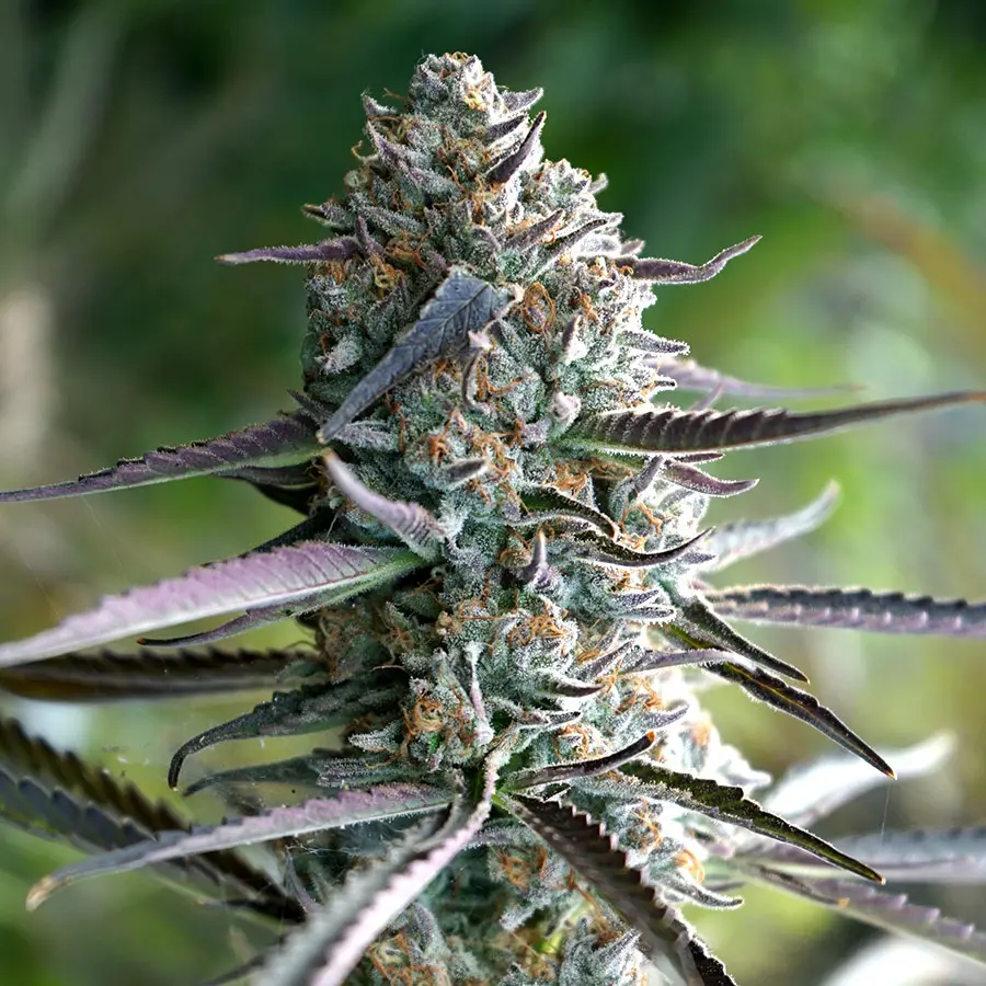 Humboldt Seeds Runtz Quick feminizovaná semena, 10 ks
