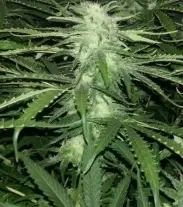 Critical Jack - feminizovaná semínka 12ks Natural Seeds
