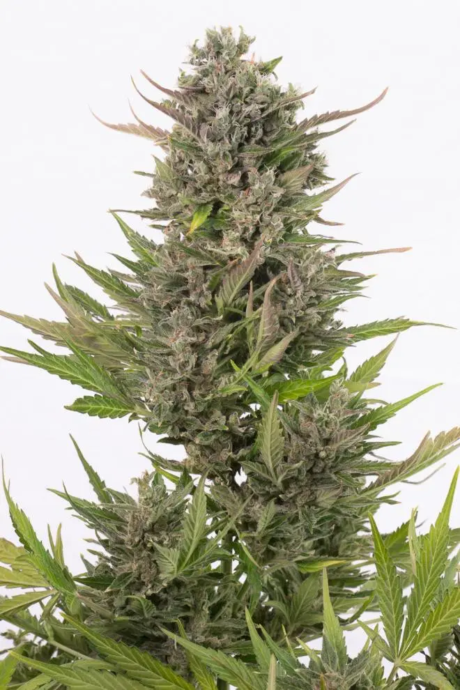 Critical + Autoflowering CBD - fem. a samonakvétací semínka 5 ks Dinafem