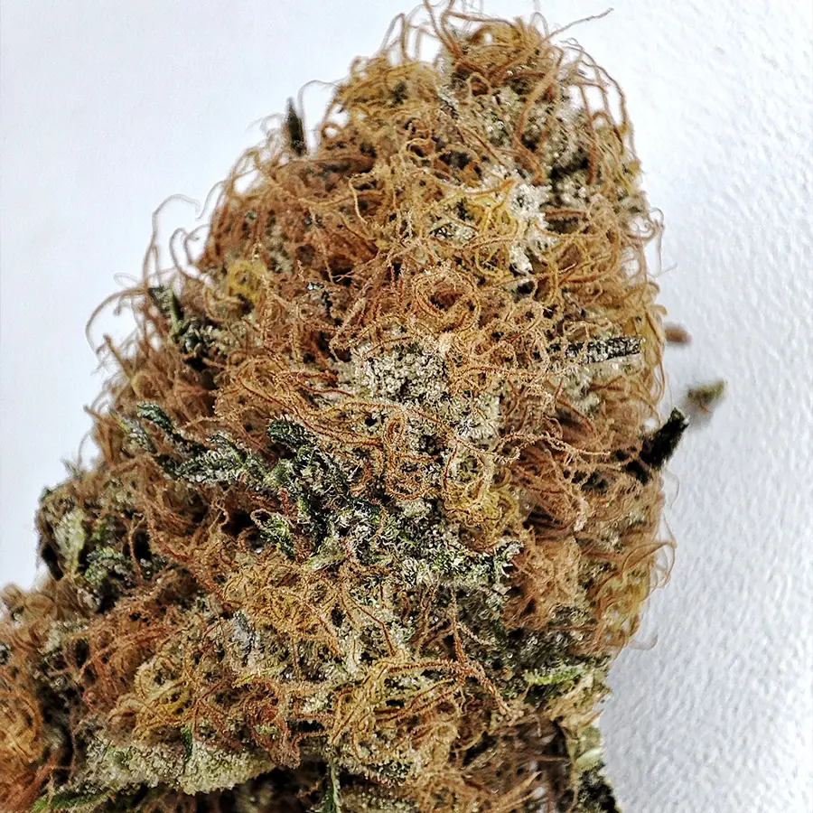 Buddha Wedding Cheesecake, 3 ks, Buddha Seeds
