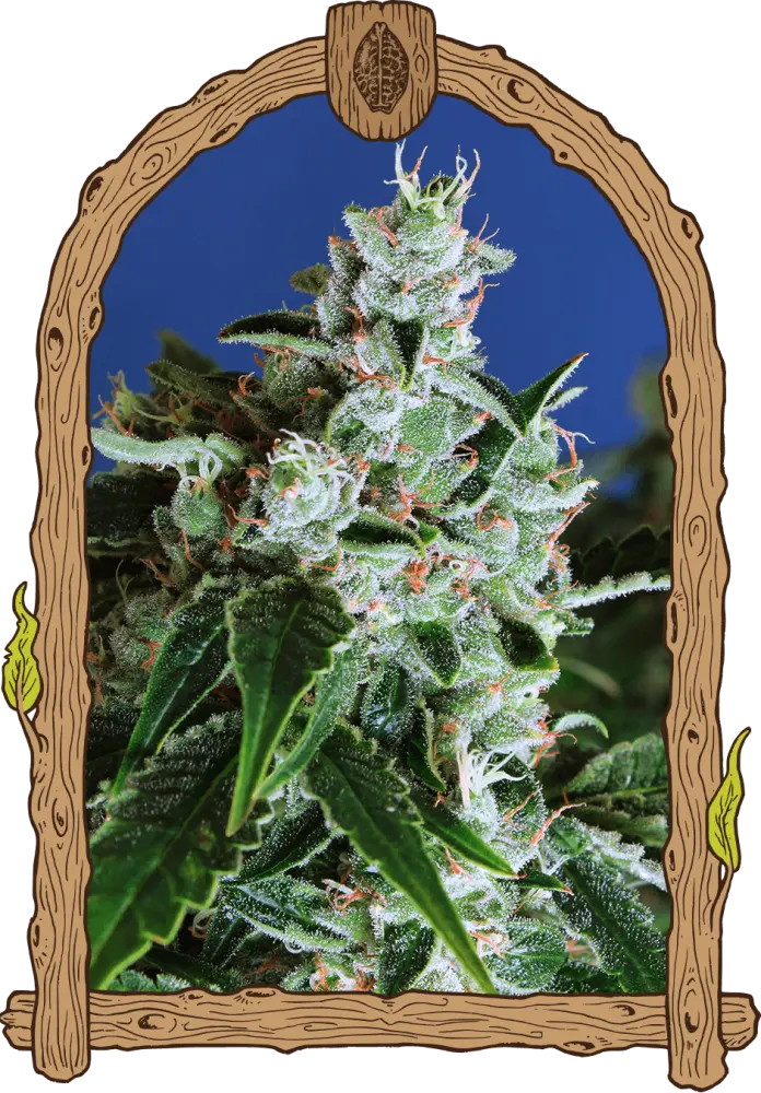 Sir Jack Auto– feminizovaná samonakvétací semena , 10 ks, Exotic Seed