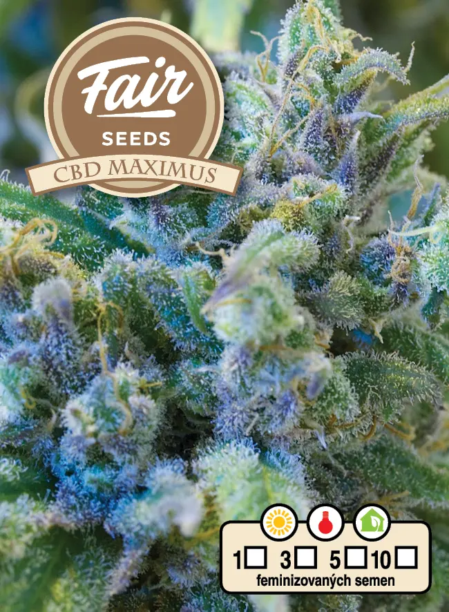 Fair Seeds CBD Maximus feminizovaná semena