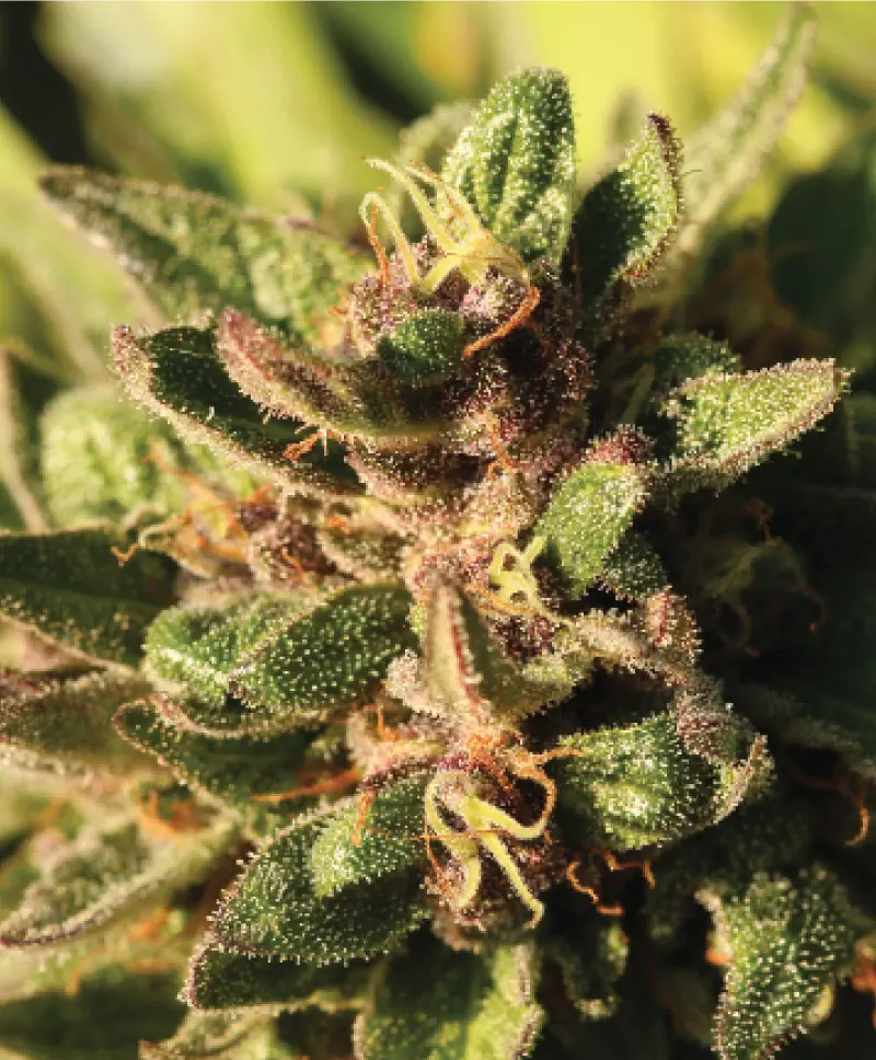 Humboldt Seed Company Pineapple Muffin feminizovaná semena