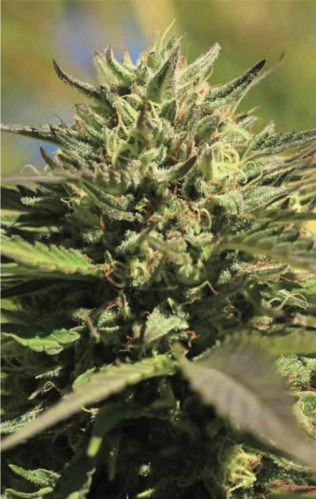 Humboldt Seed Company OG Kush feminizovaná semena