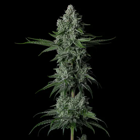 Ethos Genetics Grandpas Stash R2 feminizovaná semena