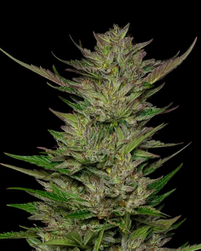 Humboldt Seed Company Don Carlos regulérní semena