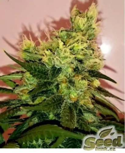 CBD Crew CBD Divine regulérní semena