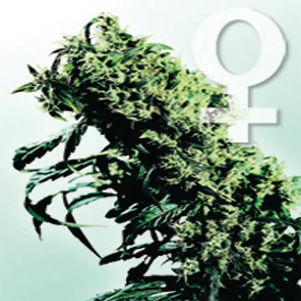 Northern Lights n.5 x Haze - 10 ks feminizovaná semínka Sensi Seeds