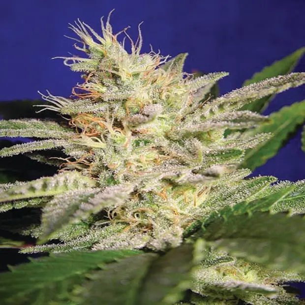 Sheherazade - semínka 10 ks feminizovaná semínka Paradise Seeds