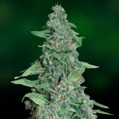 Honey B – feminizovaná semínka 10 ks Barney´s Farms