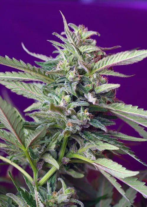 S.A.D. Auto – 10 ks autoflowering semínek Sweet Seeds
