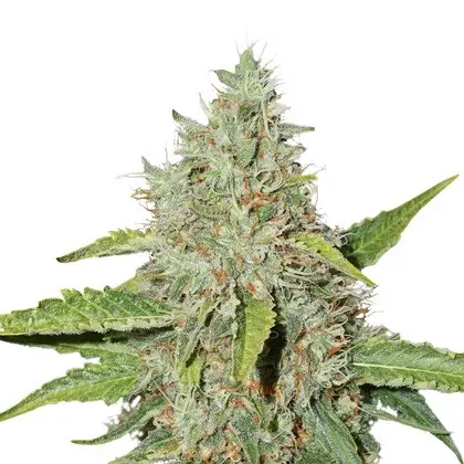 Northern Lights samonakvétací semena 5 ks Seedstockers