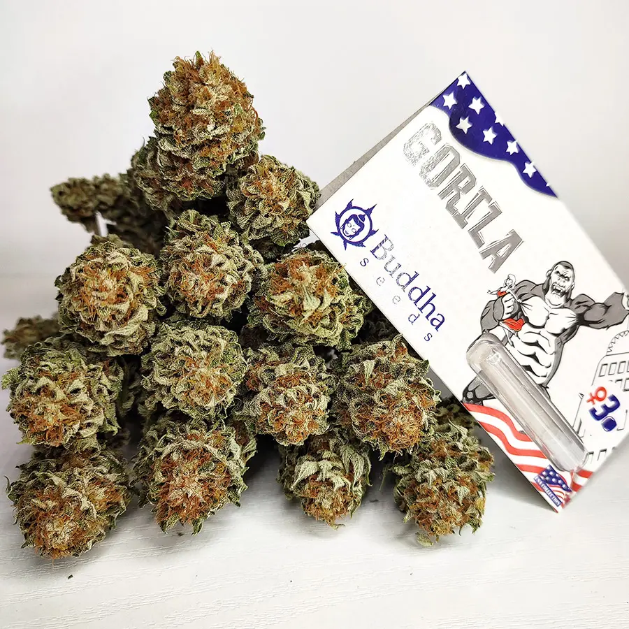 Buddha Gorila, 10 ks, Buddha Seeds
