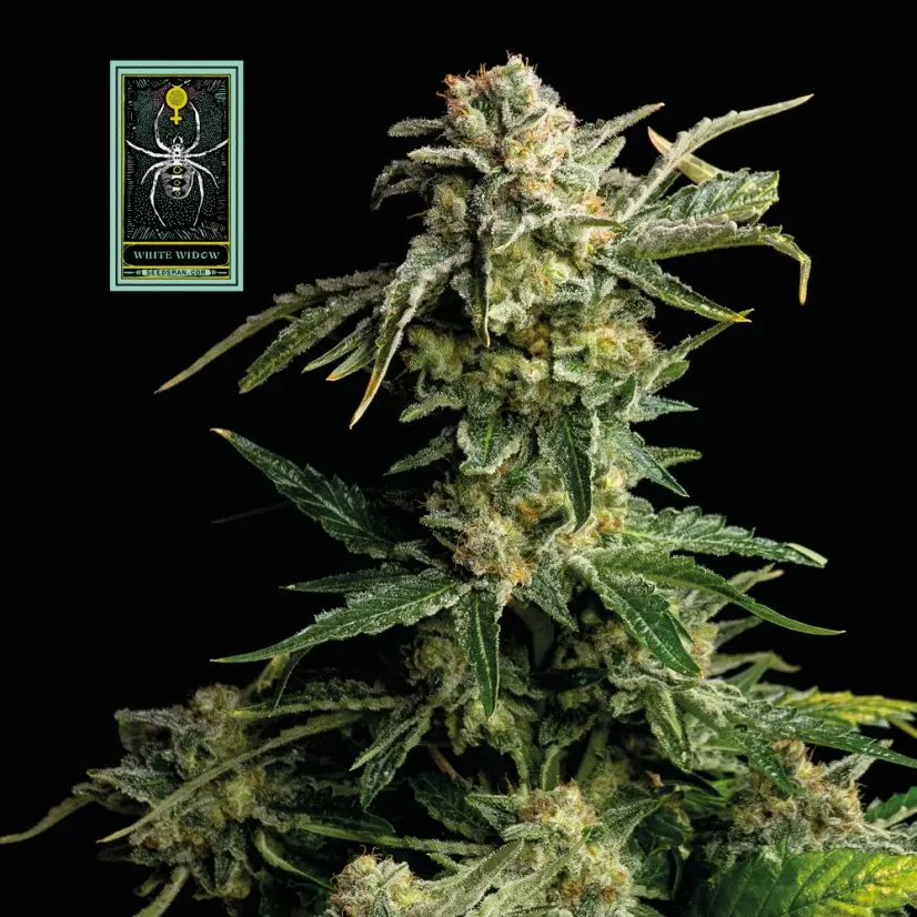 White Widow Feminizovaná Semínka - 1