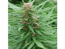 Ace Seeds Ace Mix feminizovaná semena