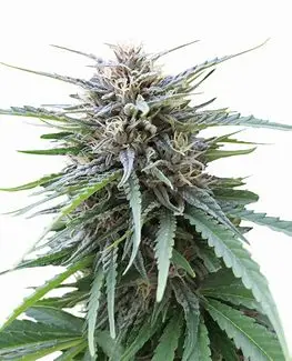 Seedstockers Frizzy Kush feminizovaná semena