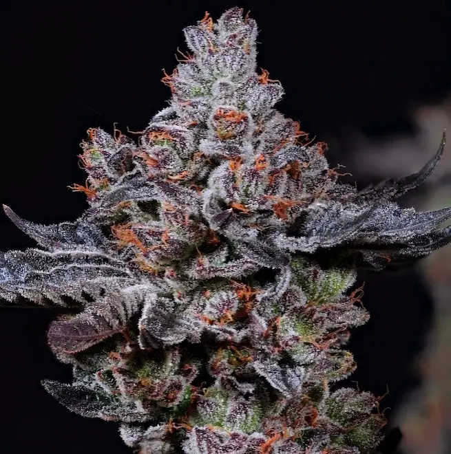 Ethos Genetics Mookie B R1 feminizovaná semena