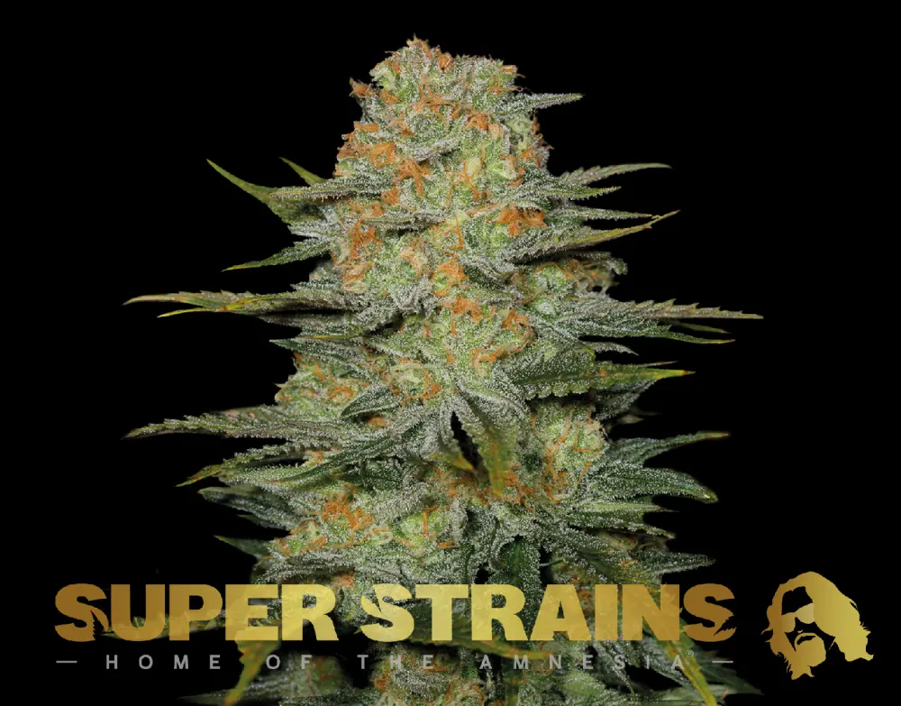 Super Strains Amajikoym feminizovaná semena, 5 ks