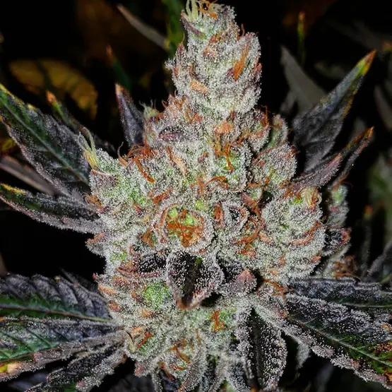 Ethos Genetics 10th Planet R1 feminizovaná semena