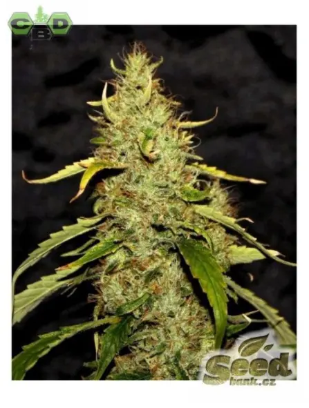 CBD PH regulérní semena od CBD Crew