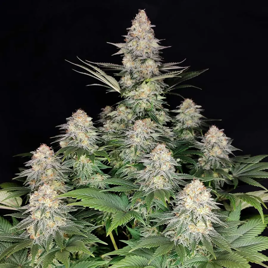 Kraken - feminizovaná semena, 3 ks, Buddha Seeds