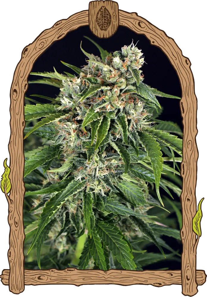 Sir Jack Auto Pure CBD - feminizovaná samonakvétací semena, 5 ks, Exotic Seed