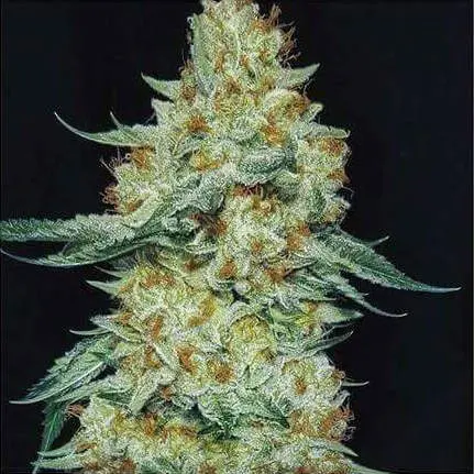 Ethos Genetics MemberBerry Rbx feminizovaná semena