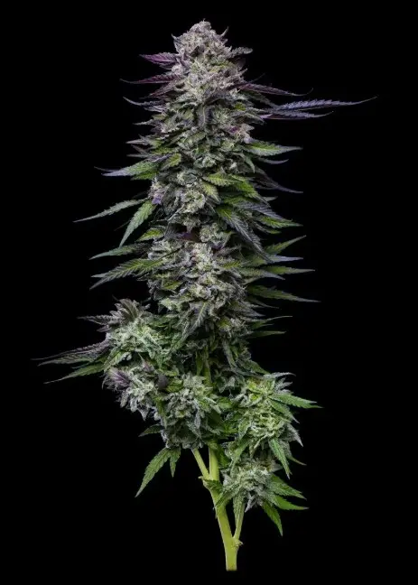 Humboldt Seed Company Candy Hustle feminizovaná semena