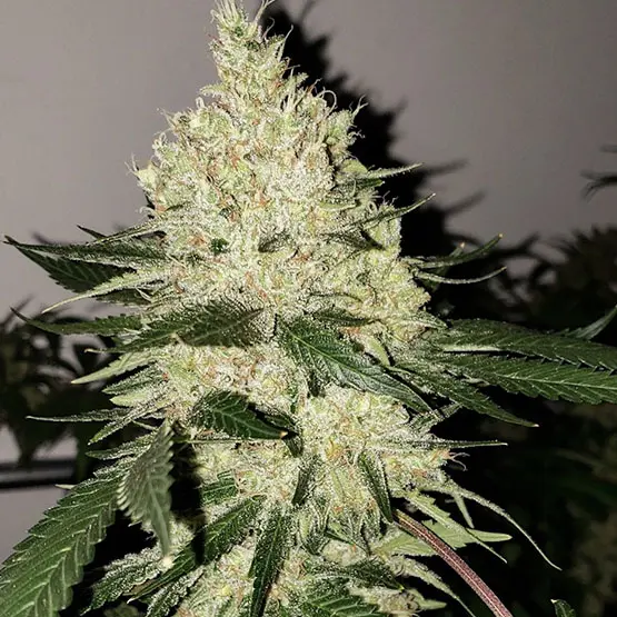 Ethos Genetics Lilac Diesel Bx4 regulérní semena