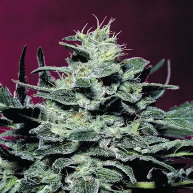 Nebula - 5 ks feminizovaná semínka Paradise Seeds