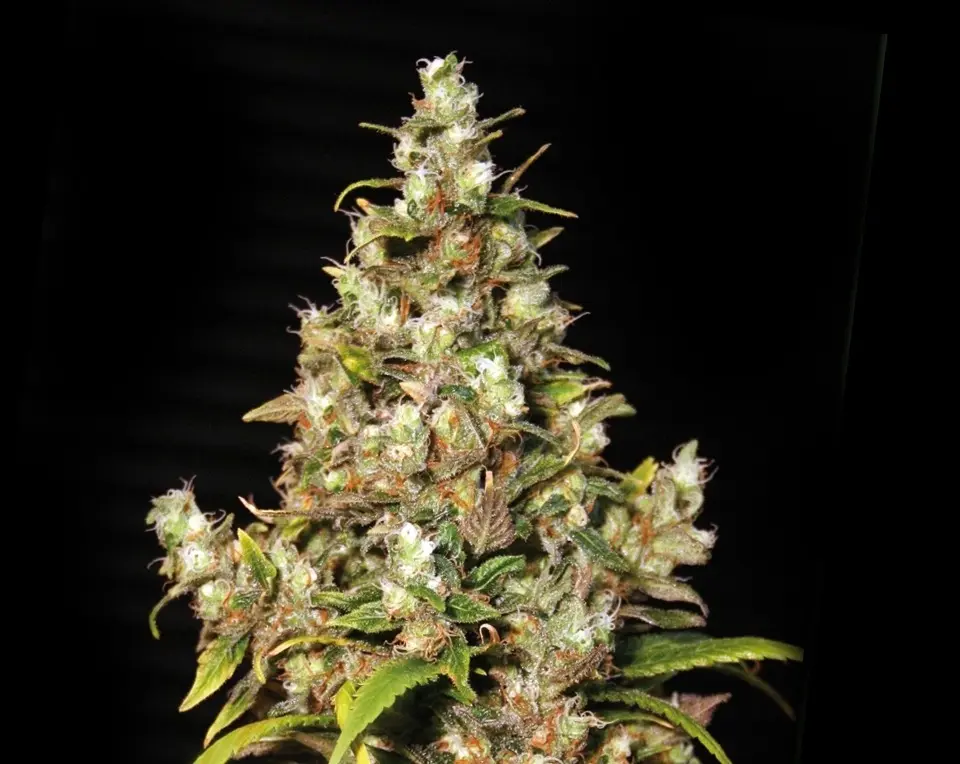 Monster – 9ks feminizovaná semena Eva Seeds