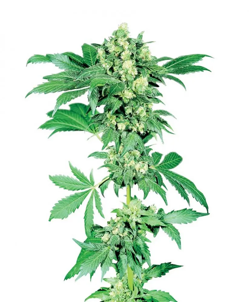 Afghani n.1 - semínka 10 ks standardizovaná Sensi Seeds