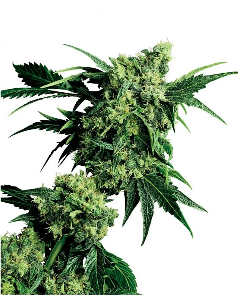 Mr Nice G13 x Hash Plant - semínka 10 ks standardizovaná Sensi Seeds